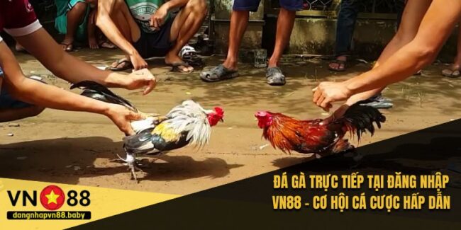 Đá Gà Trực Tiếp